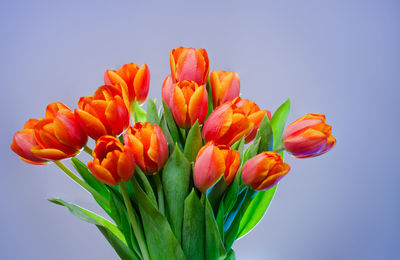 Close-up of tulips against blue background