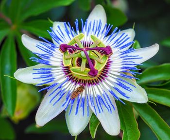 Close-up of purple flower