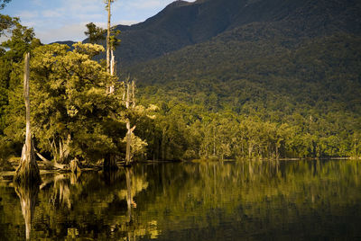 Scenic view of lake in forest