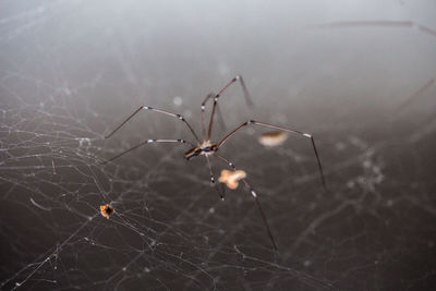 Close-up of spider on web