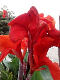 Close-up of red flowering plant