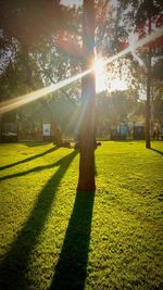 Sunlight falling on grass