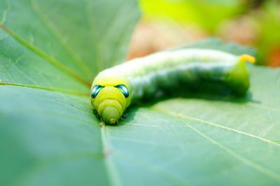 Close-up of insect on leaf