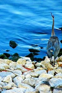 View of rocky beach against blue sky