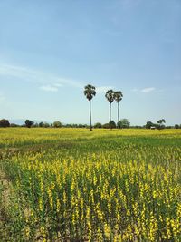 Scenic view of oilseed rape field against sky