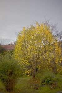 Close-up of yellow flowers growing in field