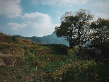 Trees on landscape against sky