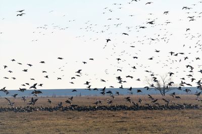 Flock of birds flying in the sky