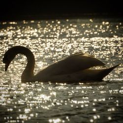 Close-up of duck swimming in water