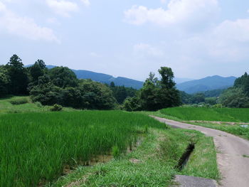 Scenic view of field against sky