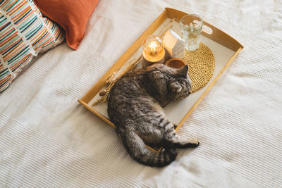 Cute cat of the scottish straight and linen pillows on a white bed with home decor.