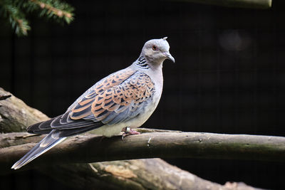 Close-up of bird perching on branch