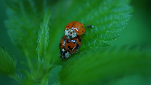 Close-up of ladybug on plant