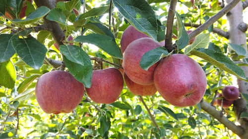 Close-up of fruits growing on tree