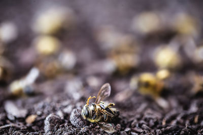 Close-up of bee