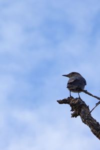 Low angle view of bird perching on a tree