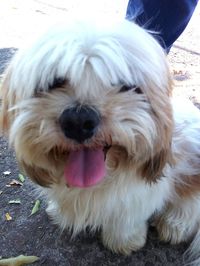 Close-up portrait of dog sticking out tongue