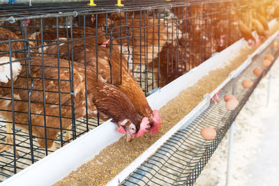 Close-up of birds in cage