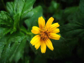 Close-up of yellow flowering plant