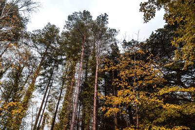 Low angle view of trees against sky during autumn