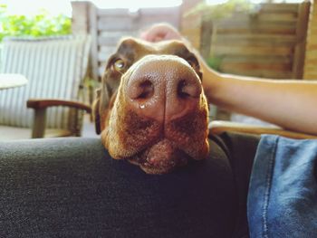 Close-up of dog sitting at home