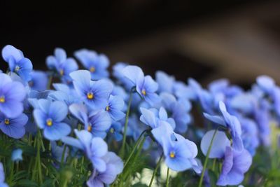 Close-up of purple flowering plants