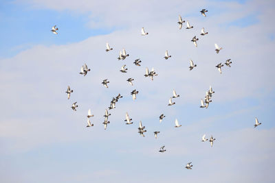 Flock of pigeons flying on sky