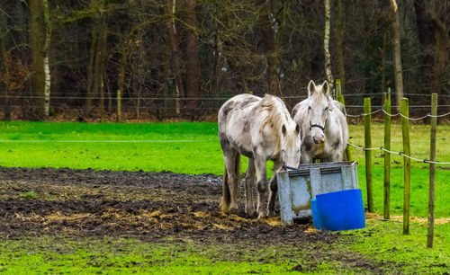 Horse in the field