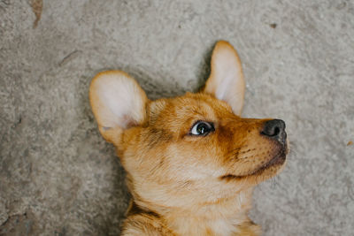 High angle view of dog looking away