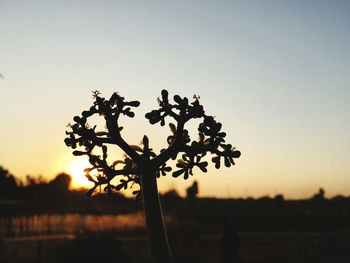 Silhouette tree on field against sky at sunset