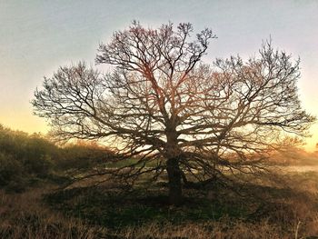 Bare tree against sky