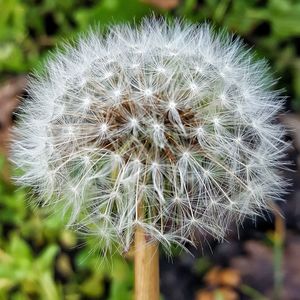 Close-up of dandelion