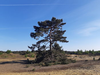 Tree on field against sky