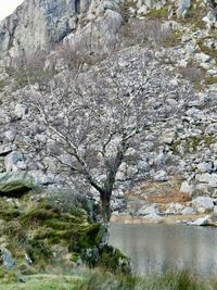 Cherry tree by river