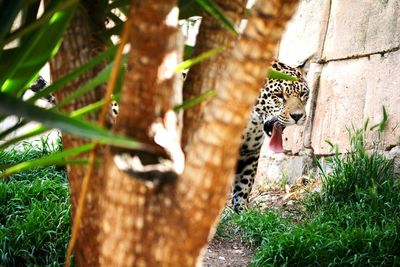 A leopard walking in a sunny day with the tongue out