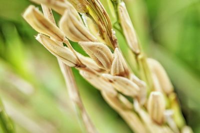 Close-up of wheat growing on plant