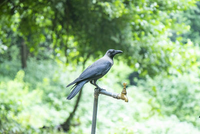 Bird perching on a tree