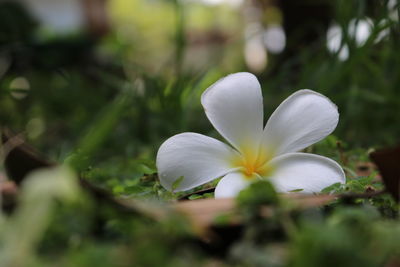 Close-up of white flowering plant