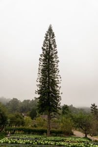 Tree on field against clear sky