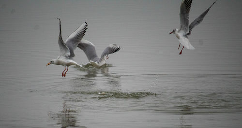 Seagulls flying over sea