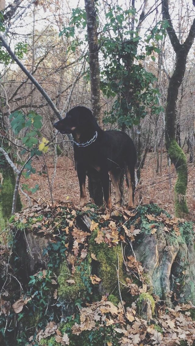 animal themes, one animal, mammal, tree, domestic animals, standing, forest, nature, full length, wildlife, side view, zoology, animals in the wild, tree trunk, no people, outdoors, black color, branch, day, herbivorous