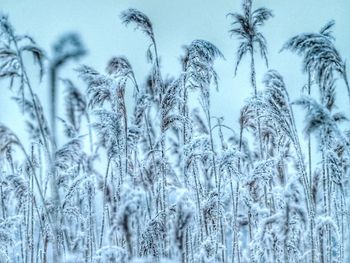 Close-up of frozen grass