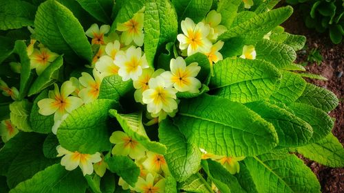 High angle view of flowering plant