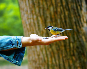 Close-up of bird perching on wood