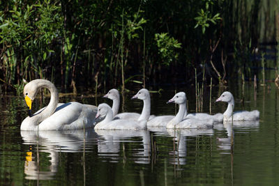 Swans in a lake