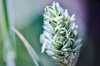 Close-up of white flower plant