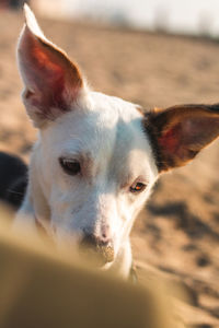 Close-up portrait of dog