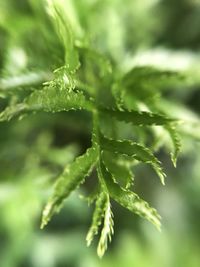 Close-up of fresh green plant