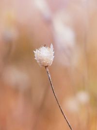 Close-up of flower