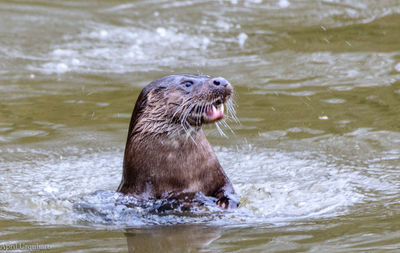 Close-up of duck in river